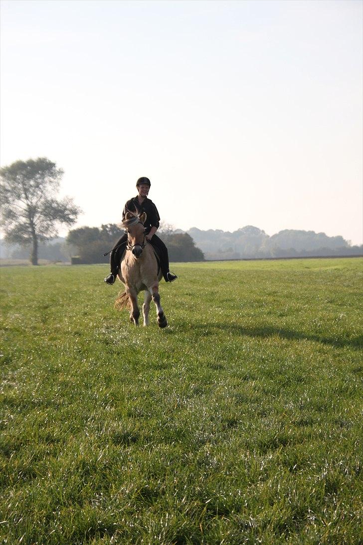 Fjordhest Bucklands felix (red) billede 12