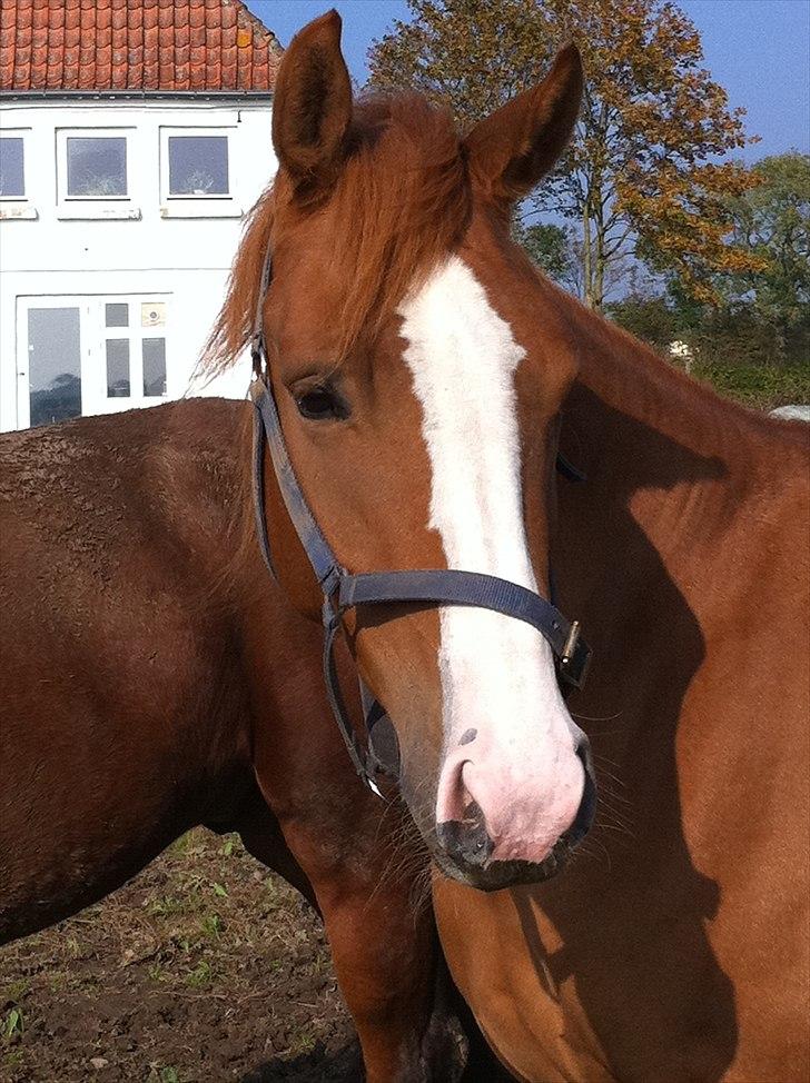 Dansk Varmblod Kildevangs Laurika [Tidl. Hest] billede 7