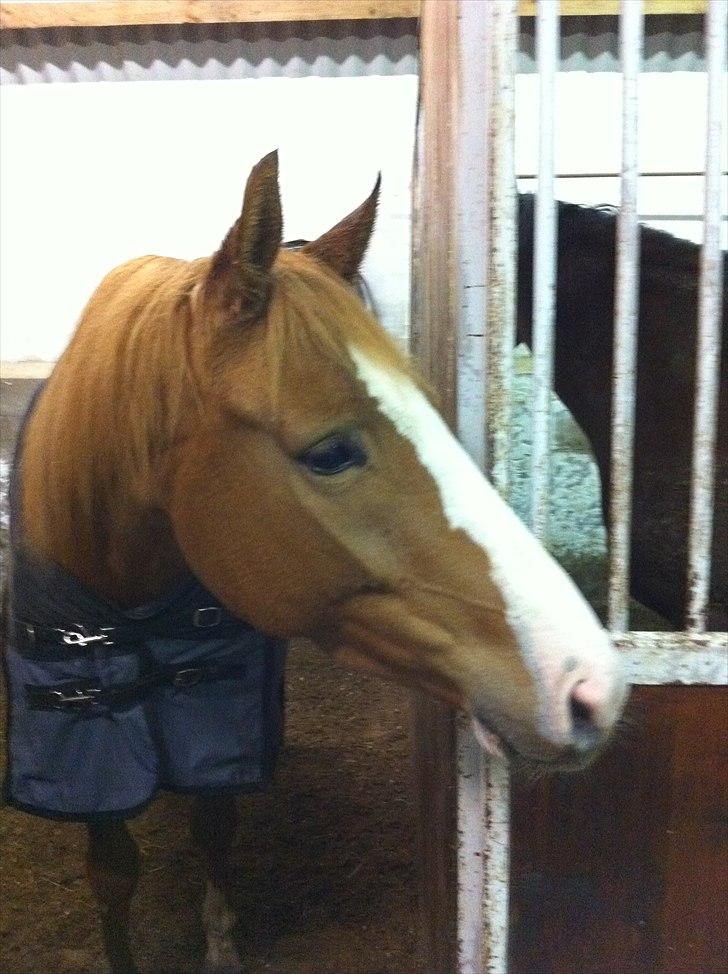 Dansk Varmblod Kildevangs Laurika [Tidl. Hest] - Godt at kunne følge med i hvad der sker ude på staldgangen :P billede 8