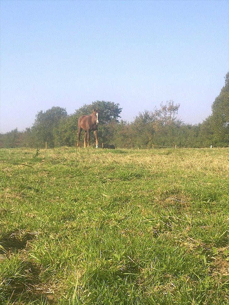 Dansk Varmblod /Oldenborg Safir - Nyt 22-09-10 billede 6