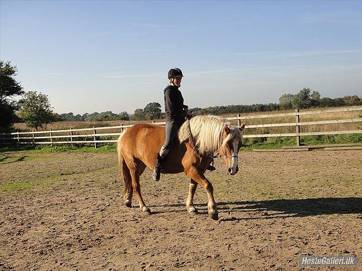 Haflinger Charlotte Lund*Trænet op* billede 15