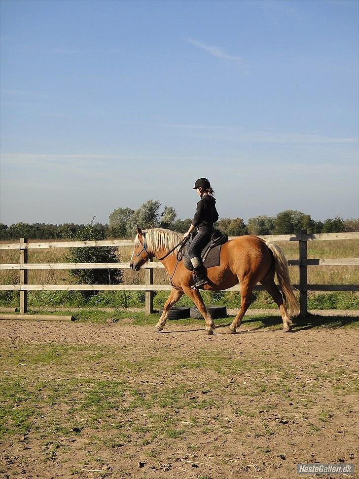 Haflinger Charlotte Lund*Trænet op* billede 16