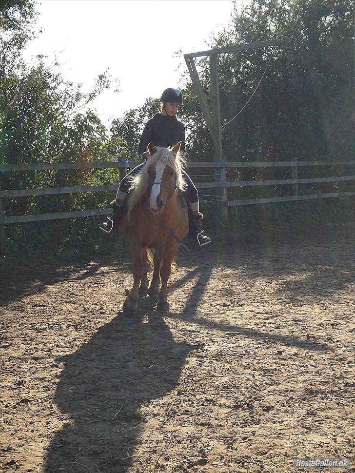 Haflinger Charlotte Lund*Trænet op* billede 17