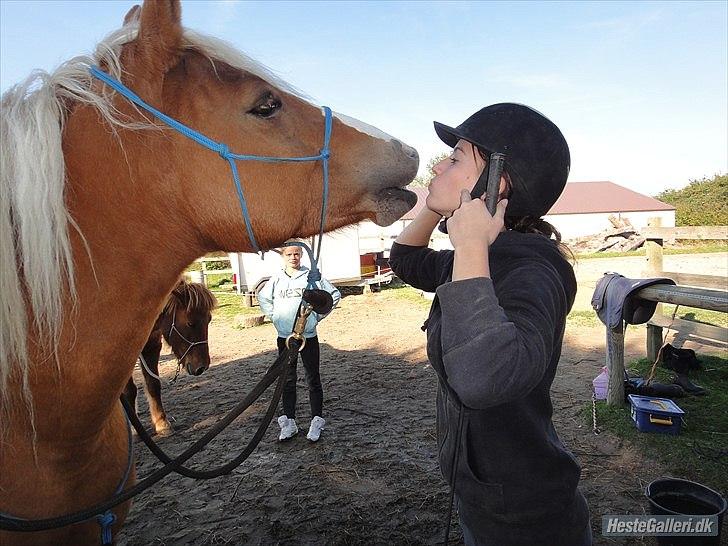 Haflinger Charlotte Lund*Trænet op* billede 18