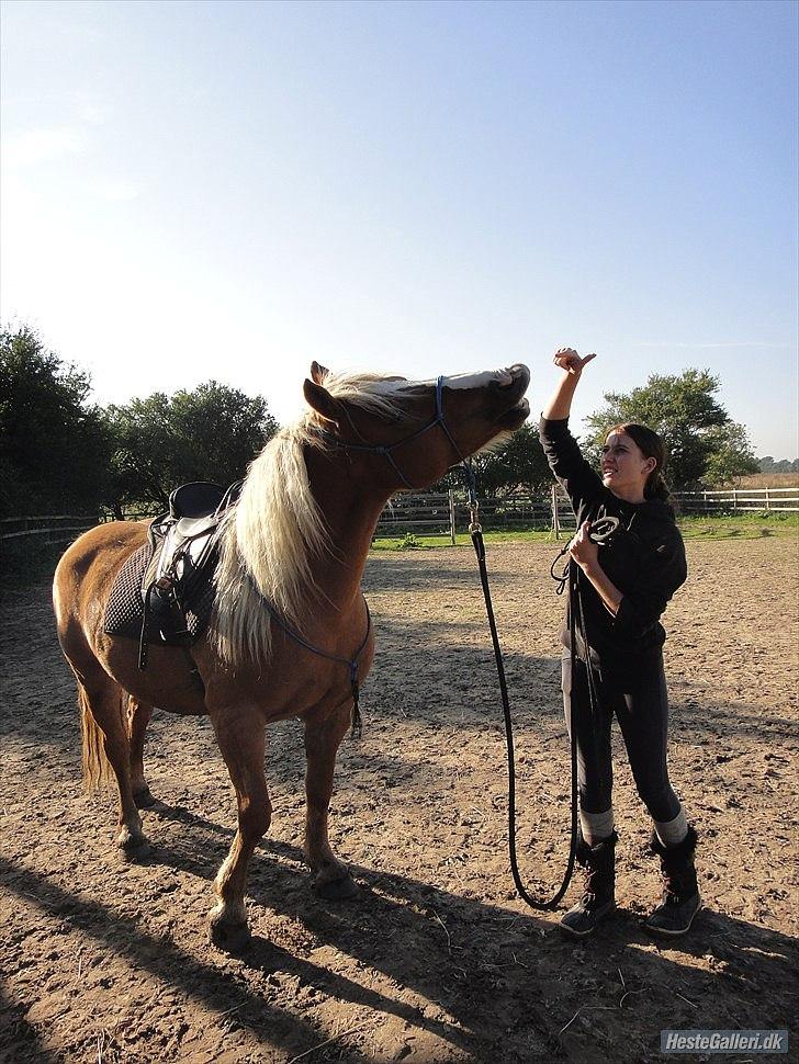 Haflinger Charlotte Lund*Trænet op* billede 19