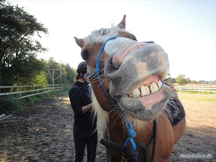 Haflinger Charlotte Lund*Trænet op* billede 20
