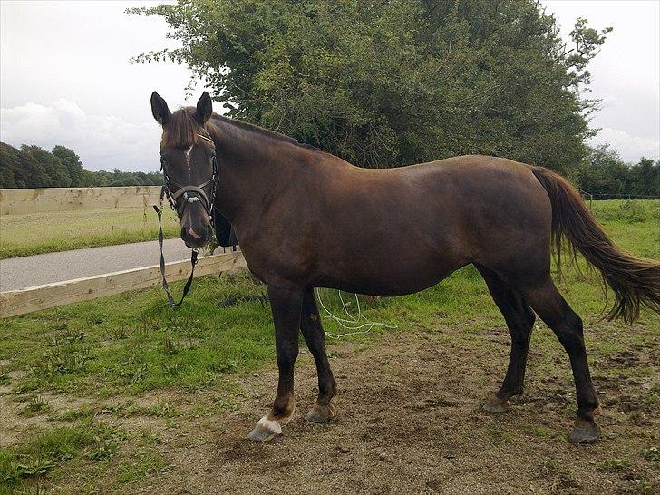 Oldenborg Sonny  <3 Savner min piige! billede 4