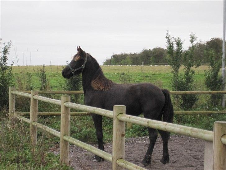 Frieser Filur Toustrup *SOLGT* billede 1