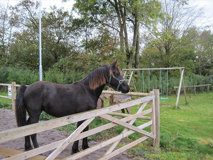 Frieser Filur Toustrup *SOLGT* billede 2