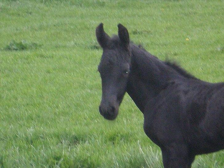 Frieser Filur Toustrup *SOLGT* billede 4