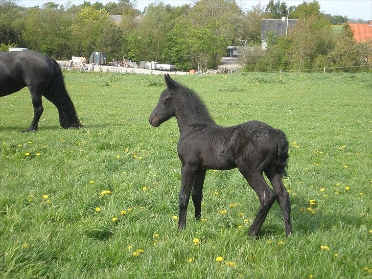 Frieser Filur Toustrup *SOLGT* billede 5