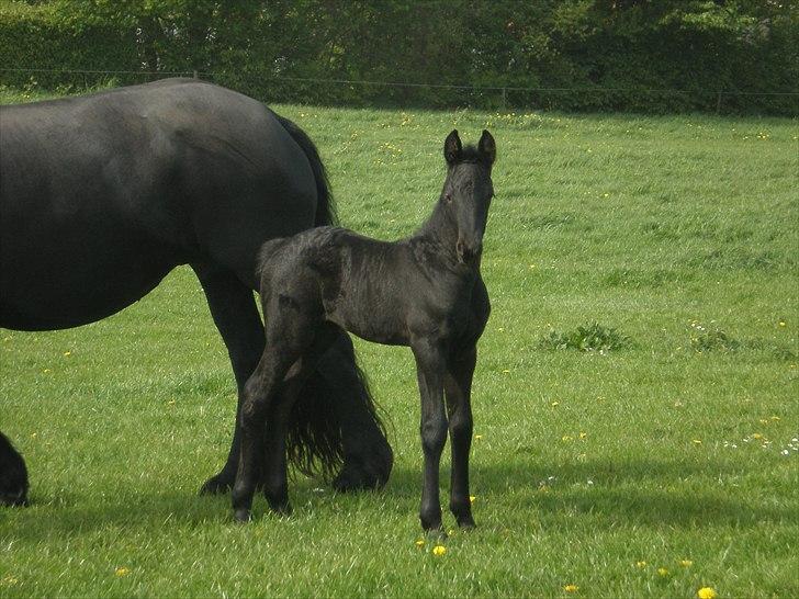 Frieser Filur Toustrup *SOLGT* billede 6