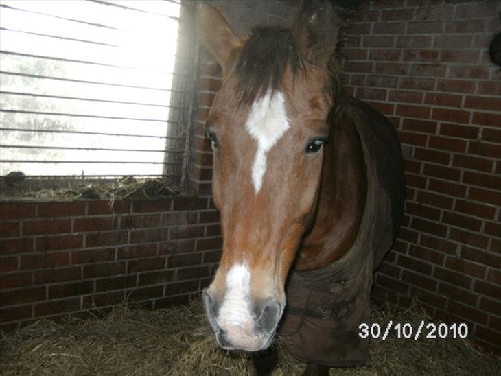 {{currentPhoto.altText}} billede {{currentPhoto.number}}