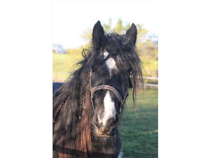 {{currentPhoto.altText}} billede {{currentPhoto.number}}