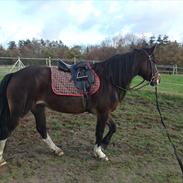 Welsh Cob (sec D) Haymo's Fighter
