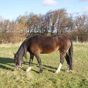 Welsh Cob (sec D) Haymo's Fighter