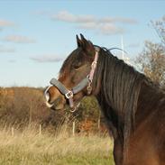 Welsh Cob (sec D) Haymo's Fighter