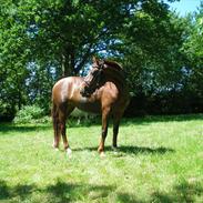 Anden særlig race Cassiopaia