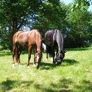 Anden særlig race Cassiopaia