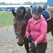 Dansk Varmblod Sheba