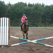 Dansk Varmblod Sheba