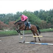 Dansk Varmblod Sheba