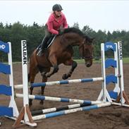 Dansk Varmblod Sheba