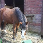 Welsh Pony (sec B) Mille