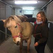 Fjordhest Mims / Mimse RIP