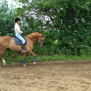 Dansk Varmblod Kærsholms Mystery