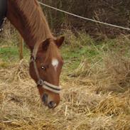 Dansk Varmblod Kærsholms Mystery