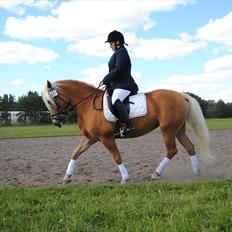 Tyroler Haflinger Formela "Zindy"