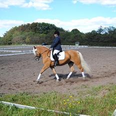 Tyroler Haflinger Formela "Zindy"