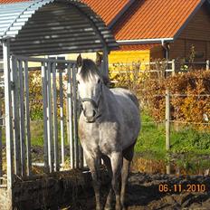 Hollandsk Sportspony MoonShine