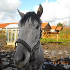 Hollandsk Sportspony MoonShine
