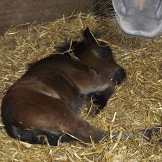 Anden særlig race Pindstruphavens Nova