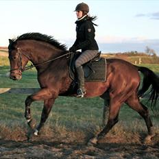 Dansk Varmblod Future Latino (Tino)