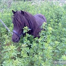 Shetlænder Stella