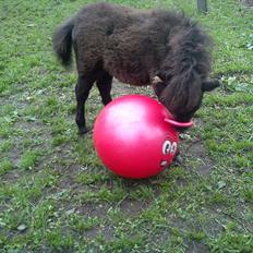 Anden særlig race Starlight