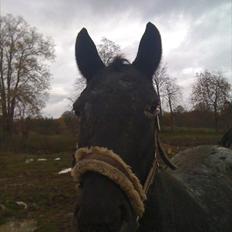 Knabstrupper Cirkeline {lånte}