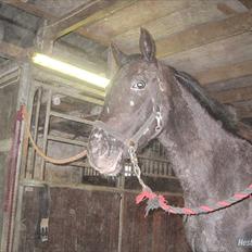 Knabstrupper Cirkeline {lånte}