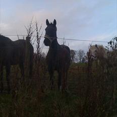 Knabstrupper Cirkeline {lånte}