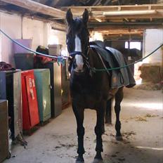 Anden særlig race Corvette* Har redet*