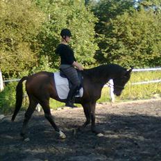 Anden særlig race Corvette* Har redet*