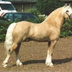 Welsh Pony af Cob-type (sec C) Rytterbjergets Imperial