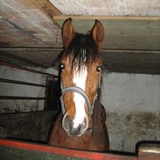 Dansk Varmblod Lyngdalgårds Studina