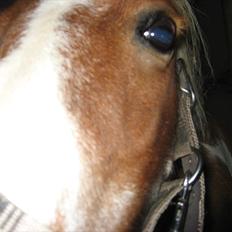 Shetlænder Isabella SOGLT:(