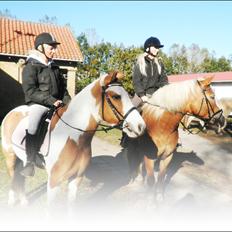 Anden særlig race Savannah / Tidl. hest