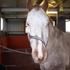 Knabstrupper Napoleon ( 25+ ) 