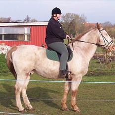 Knabstrupper Napoleon ( 25+ ) 